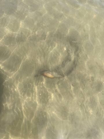 Montenegro_2-Skutari-Schneckenspur