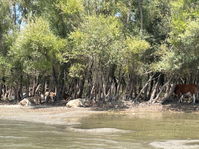 Montenegro_2-Skutari-Strandkühe